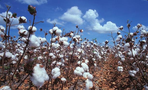 More to Learn Cotton fabric is made from fiber that grows in a boll around the seed of the plant. Plants can also help to keep the air clean.