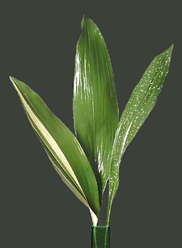 Aspidistra, Cast-Iron Plant Aspidistra elatior "Lurida," Aspidistra elatior "Variegata," Aspidistra elatior "Minor," Aspidistra elatior "Milky Way" (Liliaceae Family) A large, lance-shaped