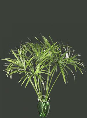 Umbrella Plant, Umbrella Palm Cyperus alternifolius (Cyperaceae Family) 2-4 feet long fibrous, green stem bearing a crown of bright-green, grass-like leaves.