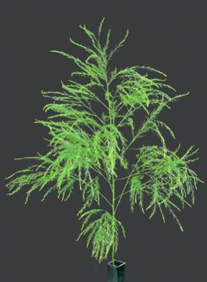 Tree Fern, Tiki Fern Asparagus virgatus (Liliaceae Family) 15-22 in length with dark-green needlelike foliage; bushy in appearance. 7-10 days Foliage should be moist; not wet or dry.