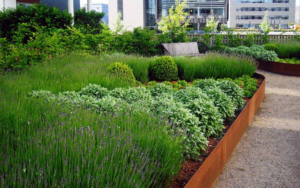 Perennial Garden also contains fragrant drought resistant herbs and small shrubs.