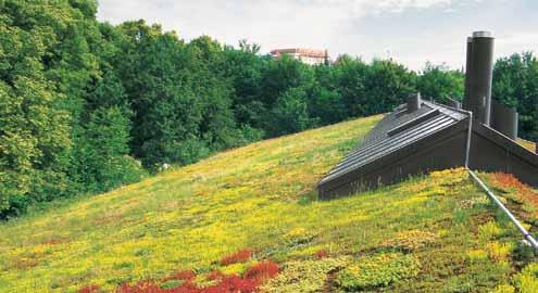 The type of vegetation that will survive on sloped roofs without additional irrigation can be seen in these three photos. This green roof was build out in 1986.