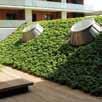 Green Roof on Sloped Roofs 9