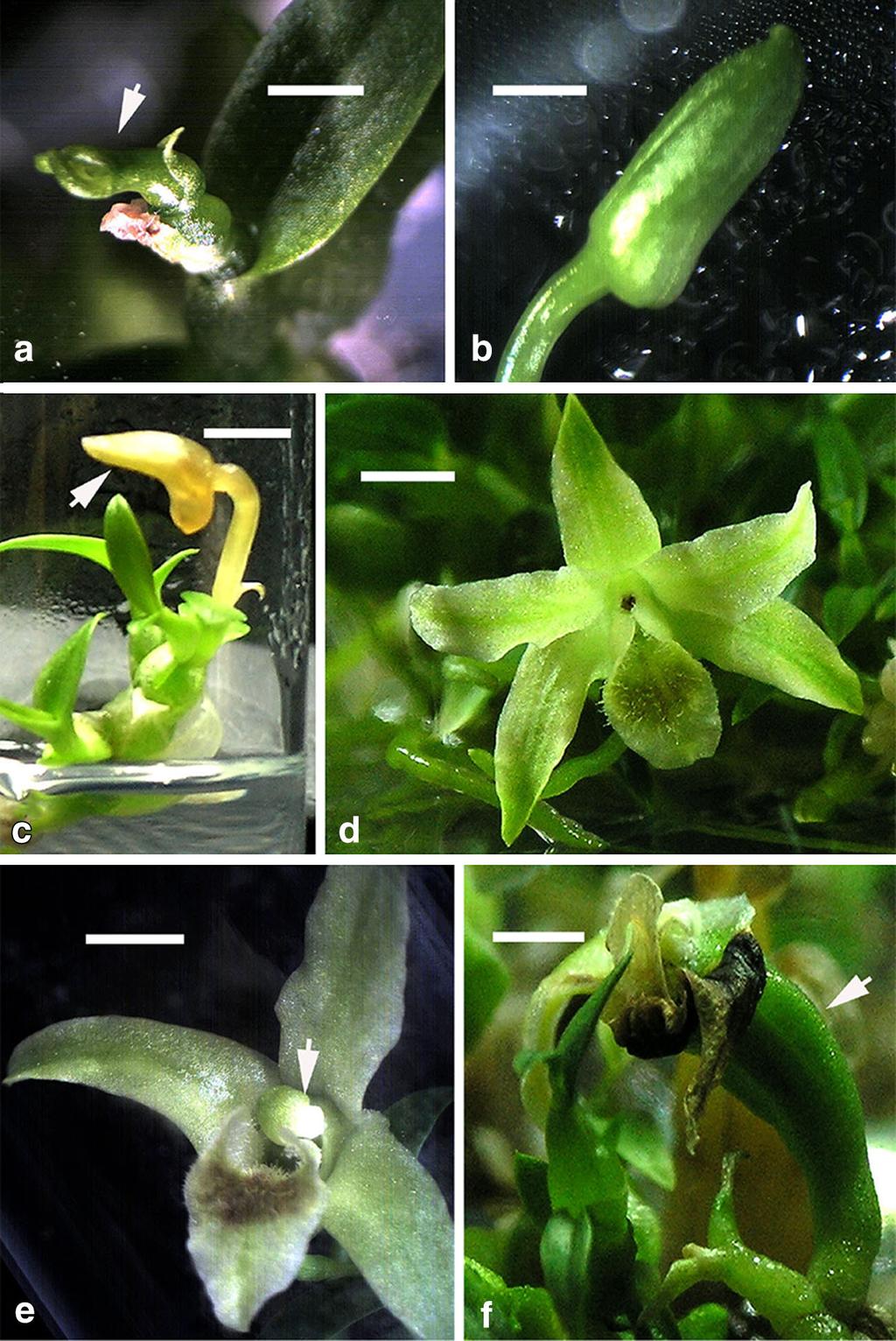 Acta Physiol Plant (2014) 36:2619 2625 2623 Fig. 2 In vitro flowering of Dendrobium huoshanense. a A flower bud (arrow) formed from a 6-month-old plantlet on 1/2MS? 0.1 mg l -1 NAA (bar 2.5 mm).