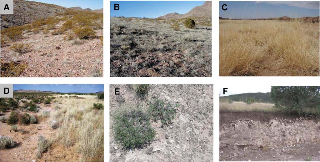 Figure 3. Static soil properties used to distinguish ecological sites. A, A sparsely vegetated south-facing vs.