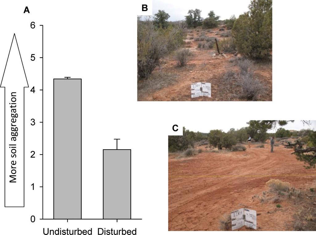 Figure 5. Example of a dynamic, use-dependent soil property differing between ecological states. A, Soil aggregation in this shallow sandy loam ecological site in southern Utah (site no.