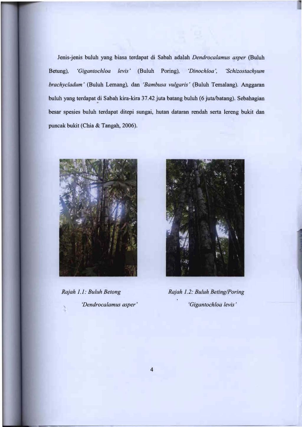 Jenis-jenis buluh yang biasa terdapat di Sabah adalah Dendrocalamus asper (Buluh Betung), 'Gigantochloa levis' (Buluh Poring), 'Dinochloa ', 'Schizostachyum brachycladum' (Buluh Lemang), dan 'Bambusa