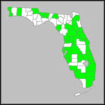 Species Distribution in Florida A perennial wildflower (although considered annual in colder areas), or subshrub, Salvia coccinea is *vouchered in approximately thirtyfive Florida counties.