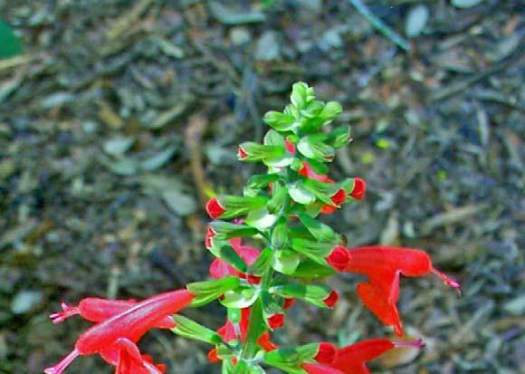 Scarlet Sage begins to bloom in spring and continues through till
