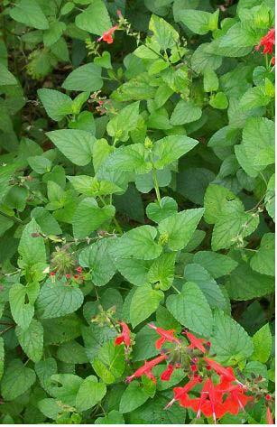 Pollinators and Wildlife Salvia coccinea is a must for any butterfly or hummingbird garden, both being well equipped to access the nectar deep in the trumpet