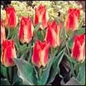 Otherwise your poor plants will pop out and fry before you have a chance to admire them. Tulips will thrive in almost any type of soil where there is reasonable drainage.