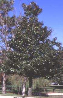Magnolia, Southern Magnolia Magnolia grandiflora Propagation Magnolias are usually propagated by semi-hardwood stem tip cuttings taken in the summer.