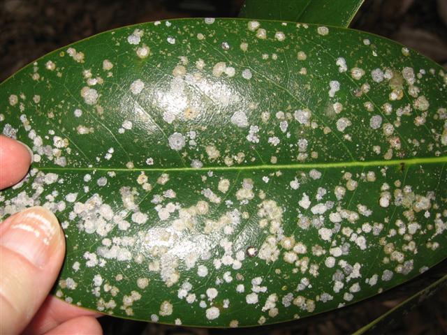 Algal leaf spot (Cephaleurus virescens) Scouting Procedure for Magnolia: Recognition: Silvery-grey, green or tan, raised spots or blotches with green margins on leaves are caused by algal leaf spot.