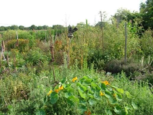 Plants for a Permaculture Future Millions of local agricultural ecosystems designed to meet local needs
