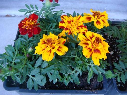 Selecting a good quality bedding plant Selecting a good quality bedding plant is important to ensure successful transplanting, establishment, and good performance.