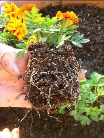 number of flower buds and a few open flowers Roots visible throughout root ball with healthy white root tips No mat of circling roots at the base or sides of the root ball If the top is too small,