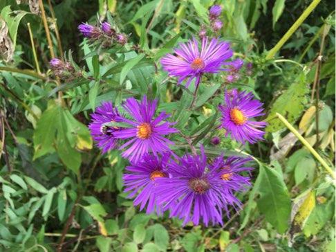 New England Aster -