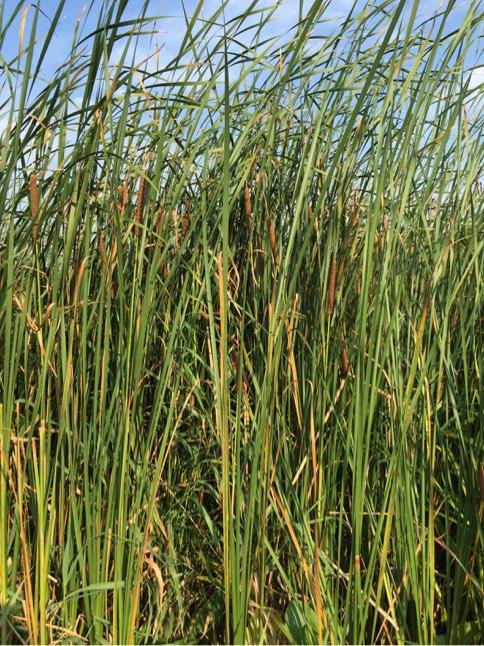 Leaved Cattail -