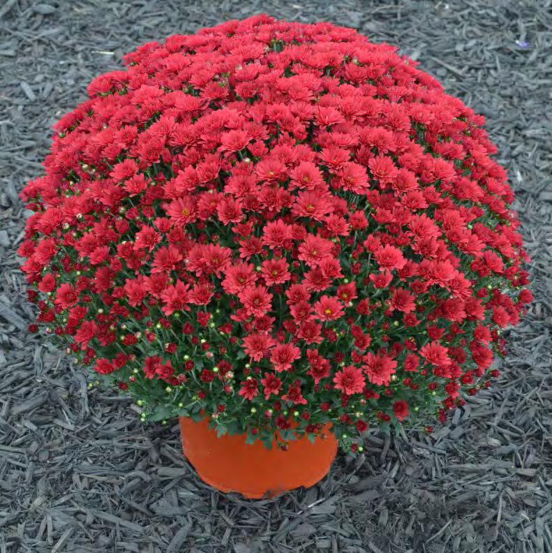 Syngenta Flowers: Emelda Red Bright showy red sport of Emelda Purple with bright, long-lasting color Lots of flowers and great uniformity As with Emelda Purple, best to plant ahead of other Season