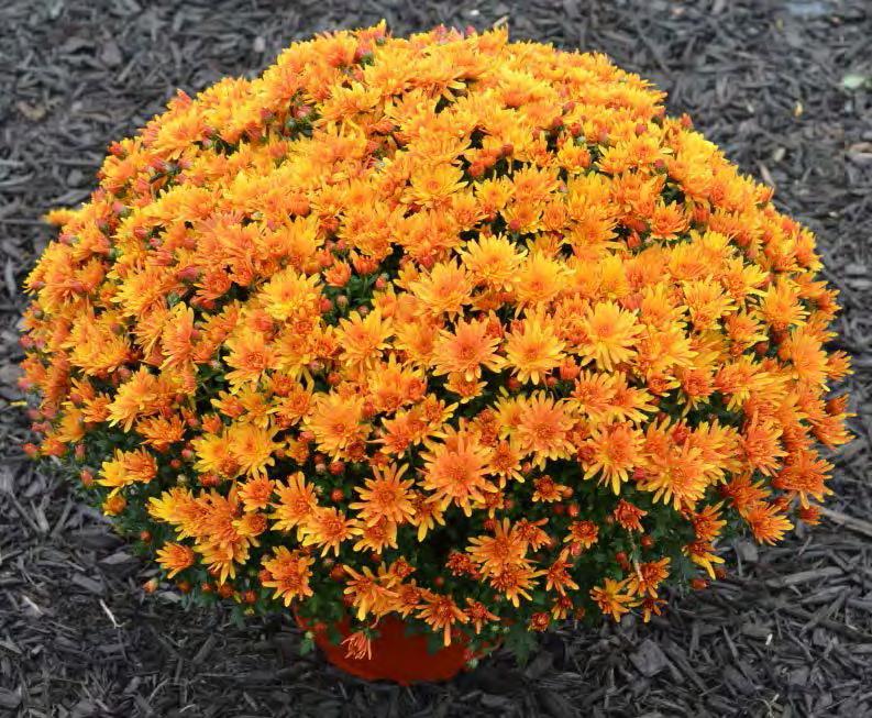 Syngenta Flowers: Stephany Bronze Compact and very round bronze sport in the new Stephany family Bronze decorative in new natural-season family for the end of fall Color will yellow with age and more