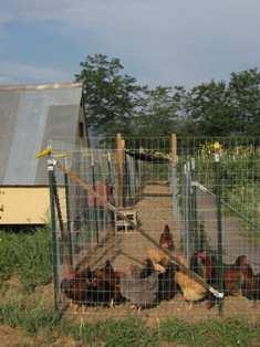 Appendix A Chicken Moat for Pest Management (Non Technical Article for Dissemination purposes) By Karen Spencer December, 2013 What do rural gardeners on Colorado s northern Front Range do when their