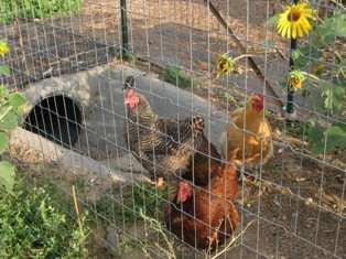 A shorter 4 interior fence is positioned 4-5 inside the exterior fence and separates the moat area (and chickens) from the garden. The 4 interior fence sits at grade.