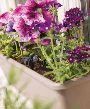 Regular controlled watering produces stronger, happier and more vibrant plants making