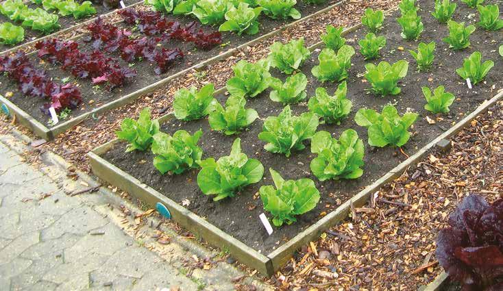 I would like to water a vegetable garden Adjustable kit for up to 10m 2 Growing your own vegetables is great because you get the satisfaction from both growing and then eating your own crop.