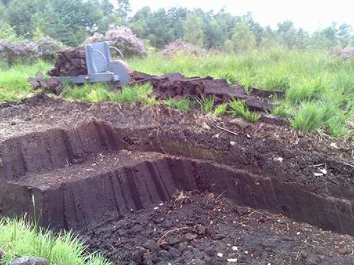 What is Peat Moss?