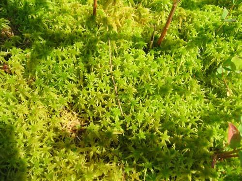 decomposed sphagnum moss mined from