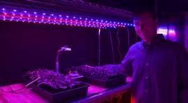 Plant LED Lighting Conclusions LEDs are comparable to HPS for use in young plant production LEDs are suitable for providing supplemental light for plug