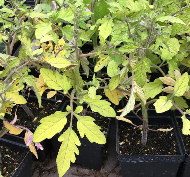 mixes often provide enough fertility to keep seedlings healthy until seedling root systems fill the pot entirely, at which point they need to be repotted in a larger pot with more media.