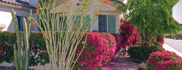 Desert-friendly landscaping uses less water and requires less maintenance than grass!