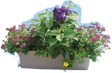 * 12 Planter and 24 Window Box * Rose Glow An
