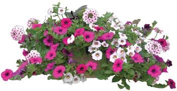 * 12 Hanging Baskets * Blue Skies A