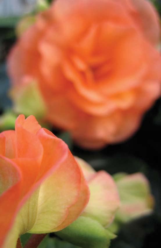 Pink Splash Shade Apricot Begonia Available starting the