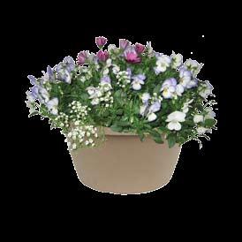 these color bowl planters, perfect for table top