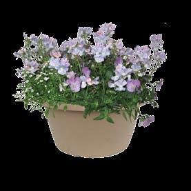 Lilac Ice A wonderful lilac colored planter for a gift