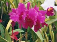 He has also presented programs to various orchid societies around the country.
