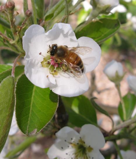 Reducing Risk to Pollinators Many studies show that bees collect the