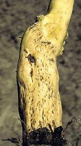 Diseases in the rugose wood complex are associated with the pitting and grooving of the trunk and stem, and possible foliar symptoms similar to leafroll. GVA is associated with Kober Stem Grooving.