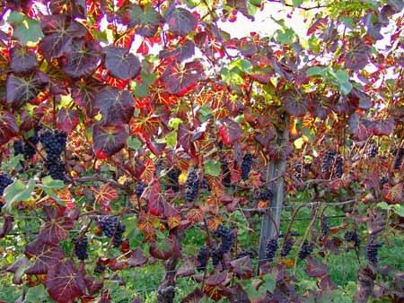 Affected grapevines are slightly smaller than normal in their entirety, the leaves start turning yellowish or reddish and eventually roll downward later in the season with the interveinal areas of