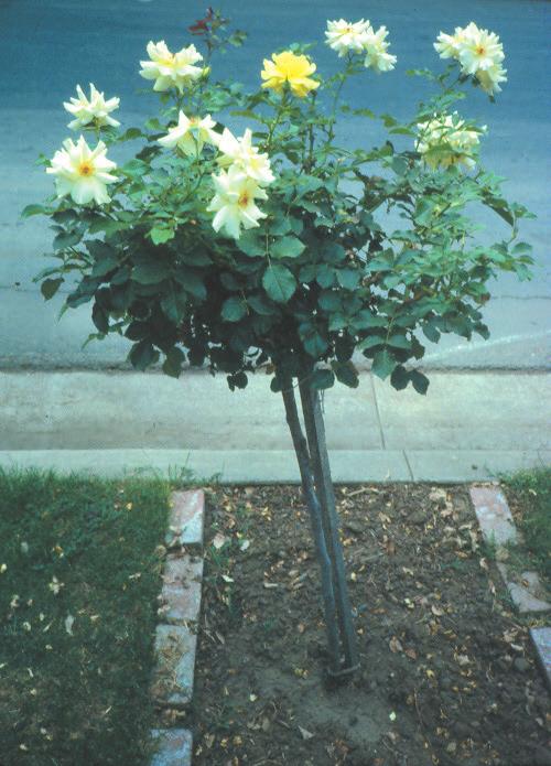materials such as landscape timber, treated wood, landscape blocks, etc. If your soil grows good shrubs and trees, it probably needs no special preparation to grow roses.