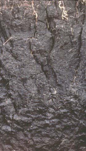 Soil Color - Examples Black: The color in this soil could