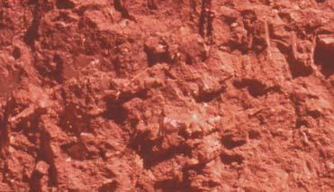 Light Gray: The color of this soil could be and indication of