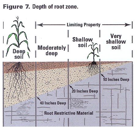 EVALUATING SOIL DEPTH Examples of Unfavorable Root Zones Coarse sand More than 15 percent gravel/cobbles
