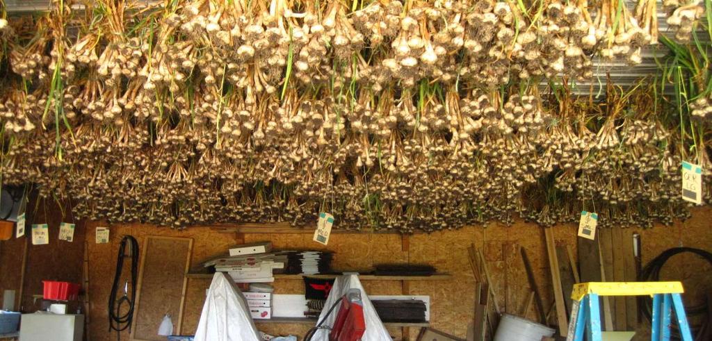 Hanging from roof keeps garlic in hotter