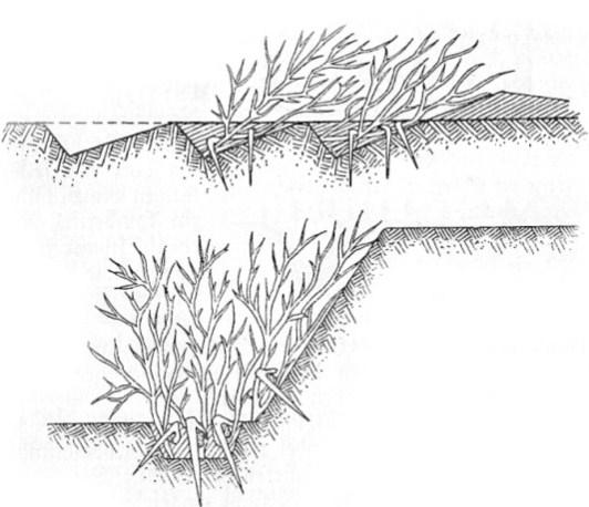 Fig. 1. Tree branches and bushes sharpened and pointed towards an advancing enemy [14]. Fig. 2. Combined trees/bushes & wire obstacles [14].