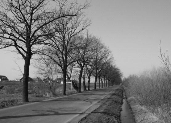 A line of ash trees (Fraxinus excelsior) along Koszycka Street next to a freight railway line in Wroclaw [Source: photo by author 2012]. Fig. 5.