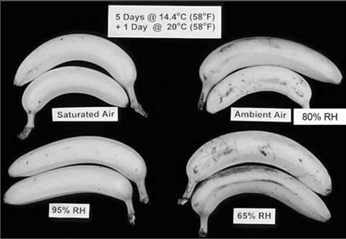 Banana Ripening Four major factors:- Relative Humidity (RH) control Ethylene gas Temperature control (pulp temperature) Air